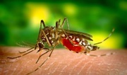 Yellow Fever Vaccination Leicester